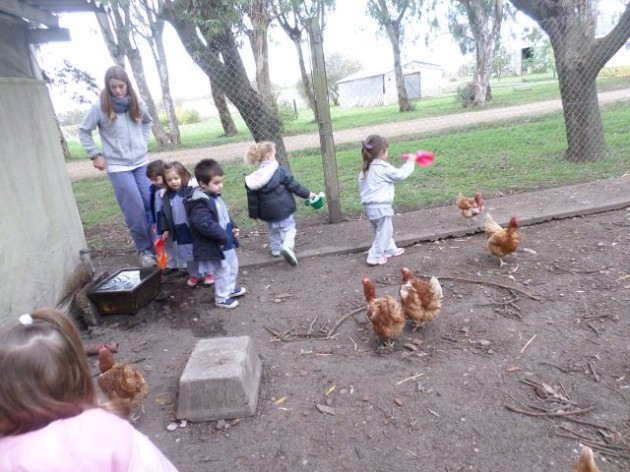 Alimentación de pollos y gallinas (Primera sección 3 años - TM y TT) Alimentación de pollos y gallinas (Primera sección 3 años - TM y TT)