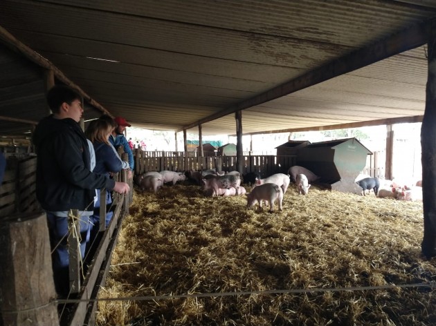 Visita a un criadero de cerdos - 3ros. ESA Visita a un criadero de cerdos - 3ros. ESA