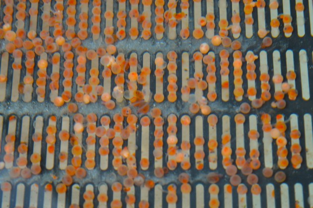 Acuicultura en la EATA Acuicultura en la EATA
