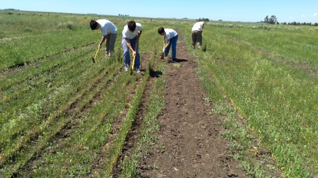 Investigación de alumnos de la EATA en un nuevo cultivo: Camelina Sativa Investigación de alumnos de la EATA en un nuevo cultivo: Camelina Sativa
