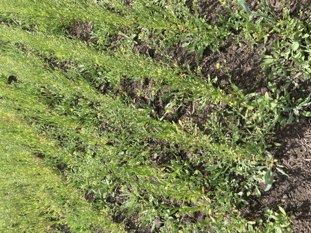 Investigación de alumnos de la EATA en un nuevo cultivo: Camelina Sativa Investigación de alumnos de la EATA en un nuevo cultivo: Camelina Sativa
