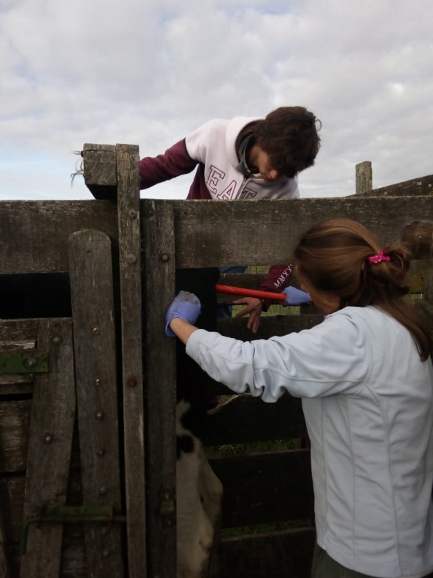 Prácticas de inseminación artificial Prácticas de inseminación artificial