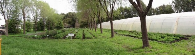 Aromáticas Aromáticas