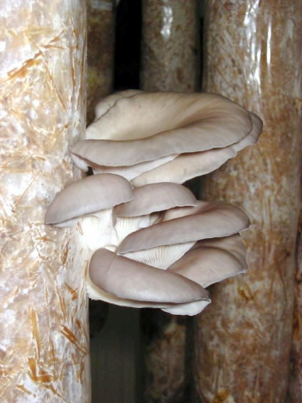 Hongos comestibles Hongos comestibles