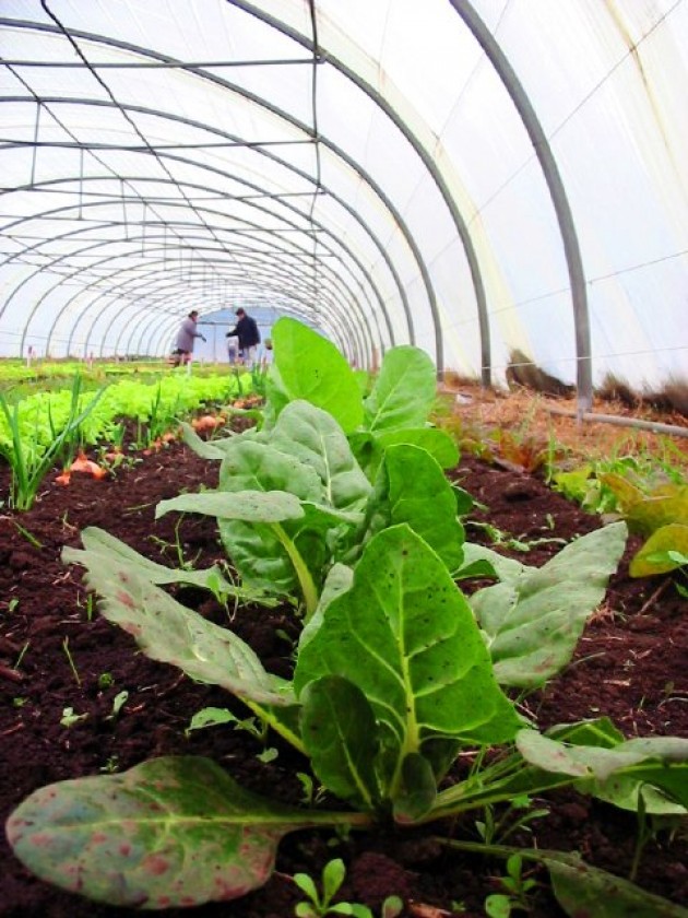 Huerta Ecológica Intensiva Huerta Ecológica Intensiva