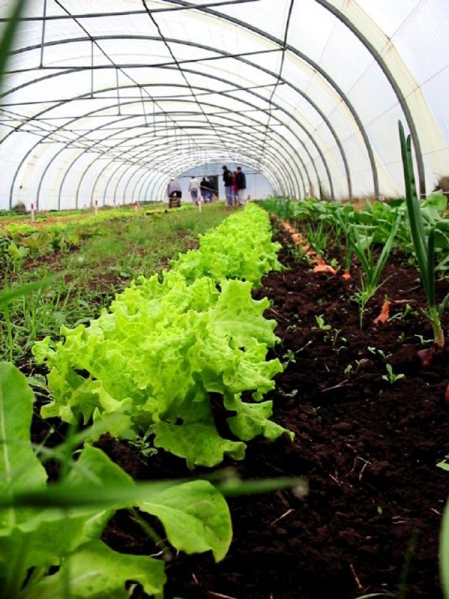 Huerta Ecológica Intensiva Huerta Ecológica Intensiva