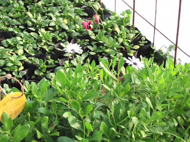 Vivero Vivero